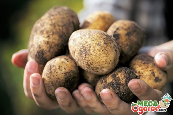 Лучшие сорта картофеля: классификация, виды, описание и выращивание